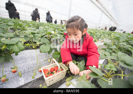 Hangzhou, Chine, Province de Zhejiang. 4 janvier, 2019. Un enfant en choisit les fraises à une serre en Yangcunqiao Ville de Huzhou ville, est de la Chine, la province du Zhejiang, le 4 janvier 2019. La ville a développé une industrie de la fraise avec un total zone de plantation de 81 200 um (environ 5 413 hectares), la génération de 3,96 milliards de yuans (environ 576,73 millions de dollars américains). Credit : Weng Xinyang/Xinhua/Alamy Live News Banque D'Images