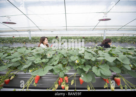 Hangzhou, Chine, Province de Zhejiang. 4 janvier, 2019. Les touristes visitent une fraise serre en Yangcunqiao Ville de Huzhou ville, est de la Chine, la province du Zhejiang, le 4 janvier 2019. La ville a développé une industrie de la fraise avec un total zone de plantation de 81 200 um (environ 5 413 hectares), la génération de 3,96 milliards de yuans (environ 576,73 millions de dollars américains). Credit : Weng Xinyang/Xinhua/Alamy Live News Banque D'Images