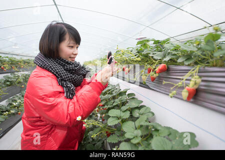 Hangzhou, Chine, Province de Zhejiang. 4 janvier, 2019. Une femme prend des photos de fraises à une serre en Yangcunqiao Ville de Huzhou ville, est de la Chine, la province du Zhejiang, le 4 janvier 2019. La ville a développé une industrie de la fraise avec un total zone de plantation de 81 200 um (environ 5 413 hectares), la génération de 3,96 milliards de yuans (environ 576,73 millions de dollars américains). Credit : Weng Xinyang/Xinhua/Alamy Live News Banque D'Images