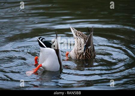 Un canard colvert mâle et femelle (Anas platyrhynchos) avec queues vers le haut, plongée dans l'étang, têtes dans l'eau de l'étang à la recherche de nourriture, royaume-uni Banque D'Images