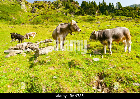 Groupe de vaches couchée sur un pré de la vallée de Stubai, dans le Tyrol, Autriche Alpes Banque D'Images