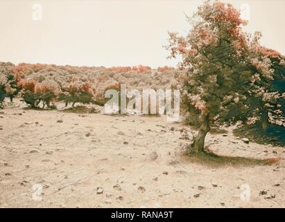 Djebel el-Druzes et Hauran. Forêt de chênes. Au sud de Soueida. 1938, la Syrie, l'Suwaydāʾ. Repensé par Gibon. L'art classique avec un repensé Banque D'Images