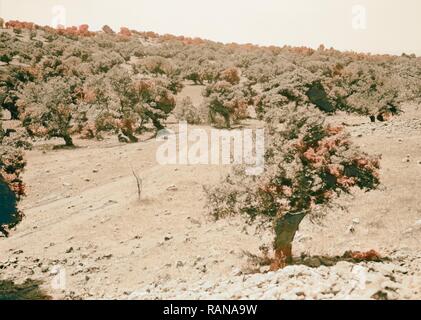 Djebel el-Druzes et Hauran. Forêt de chênes. Au sud de Soueida. 1938, la Syrie, l'Suwaydāʾ. Repensé par Gibon. L'art classique avec un repensé Banque D'Images