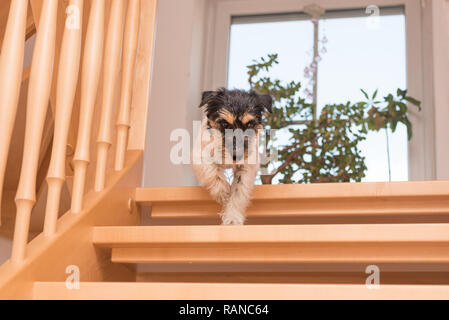 Peu mignon chien est en marche vers le bas escalier glissant. Jack Russell Terrier tricolore doggy Banque D'Images