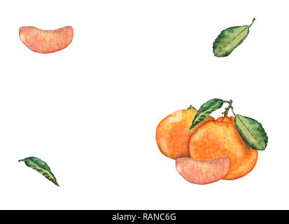 L'aquarelle à la main les mandarines, les découpes et les feuilles. Savoureux frais colorés pour mandarin invitation, cartes de vœux, de conception. Illustration botanique Banque D'Images