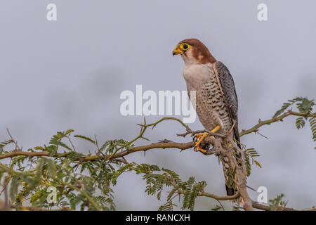 Cette image de Red Necked Falcon est prise à Gujarat en Inde, Banque D'Images