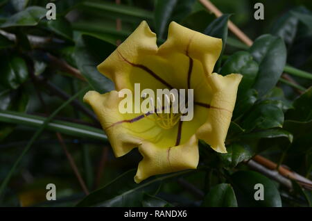 Tasse d'Or (Porteas plante) Banque D'Images
