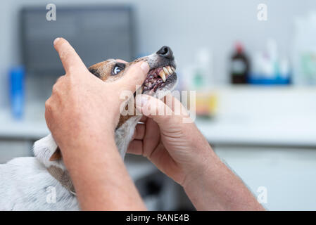 Vet examine un petit chien - Jack Russell Terrier 11 ans Banque D'Images