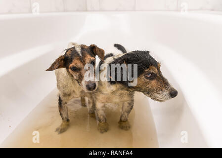 Pas amusé dirty Jack Russell Terrier chiens dans la baignoire Banque D'Images