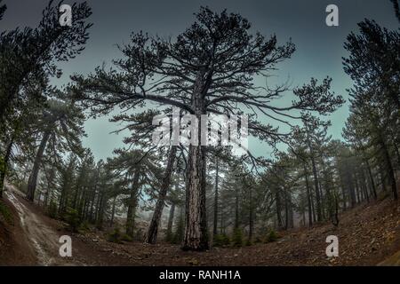 Pins noirs, Pinus nigra ssp. pallasiana, Troodos, Chypre, Schwarzkiefern (Pinus nigra subsp. pallasiana), Troodos-Gebirge, Zypern Banque D'Images