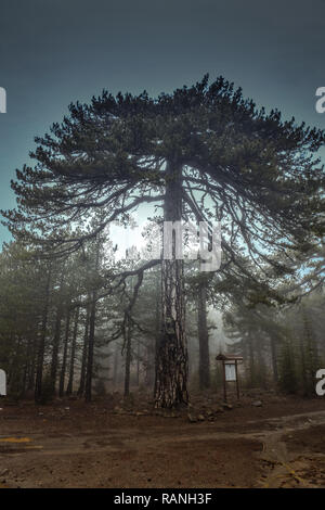 Pins noirs, Pinus nigra ssp. pallasiana, Troodos, Chypre, Schwarzkiefern (Pinus nigra subsp. pallasiana), Troodos-Gebirge, Zypern Banque D'Images