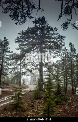 Pins noirs, Pinus nigra ssp. pallasiana, Troodos, Chypre, Schwarzkiefern (Pinus nigra subsp. pallasiana), Troodos-Gebirge, Zypern Banque D'Images