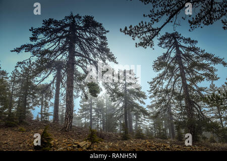 Pins noirs, Pinus nigra ssp. pallasiana, Troodos, Chypre, Schwarzkiefern (Pinus nigra subsp. pallasiana), Troodos-Gebirge, Zypern Banque D'Images