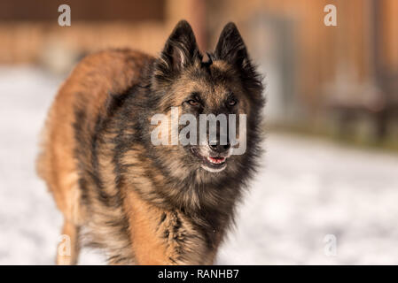 Tervueren - chien qui court dans la neige en hiver - Berger Belge Banque D'Images