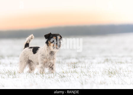 Petit chien en hiver dans une prairie blanc - Jack Russell Terrier doggy Banque D'Images