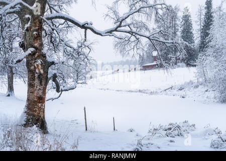 Superbe paysage d'hiver avec des feuilles de bouleau verruqueux et ferme équestre à jour nuageux en Finlande Banque D'Images