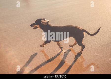 Mignon chien de teckel à la plage jouant sur le sable Banque D'Images