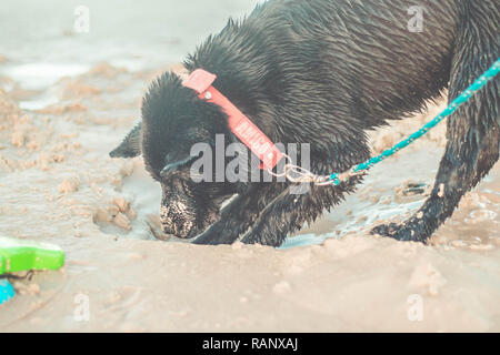 Labrador noir creuser dans le sable sur la plage. Belle funny dog heureux à la plage Banque D'Images