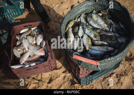 Vue de dessus gros plan de poisson de mer frais vient de prendre par les pêcheurs anonymes en Egypte en mer Rouge de début de matinée. Photographie couleur horizontal. Banque D'Images