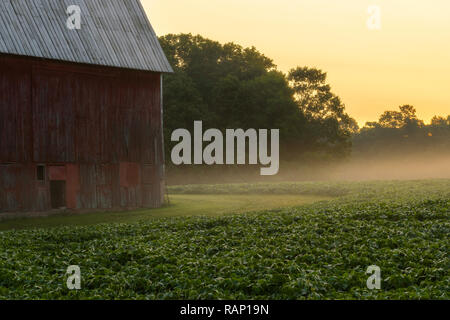 Brume du matin à la ferme Banque D'Images