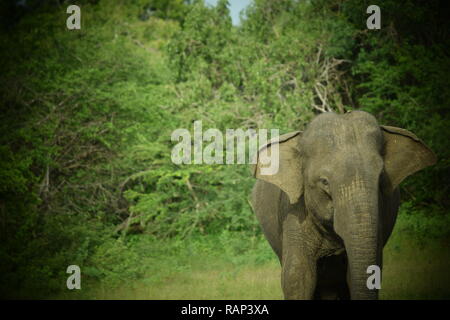 Parc national de Yala est l'un des meilleurs endroits pour observer des éléphants sauvages dans le parc abrite de nombreux animaux, y compris les oiseaux, léopards, cerfs, Banque D'Images