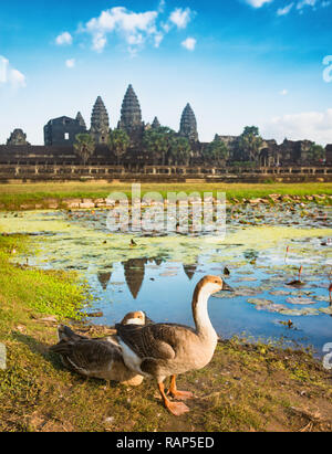 Angkor Wat temple reflétant dans l'eau de l'étang de lotus au coucher du soleil. Canards sur l'avant-plan.Siem Reap. Cambodge Banque D'Images