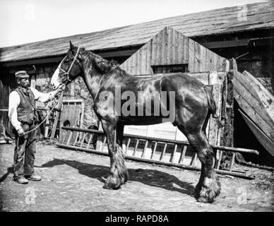 Un grand cheval de travail, semble être la transpiration, avec l'ouvrier agricole dans une ferme vers 1900 Banque D'Images