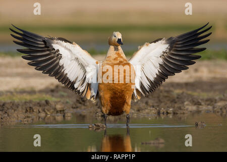 Tadorne casarca (Tadorna ferruginea) les ailes battantes Banque D'Images