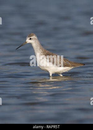 Marsh sandpiper Tringa stagnatilis () Banque D'Images