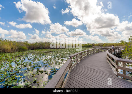 Paysage de marais à l'anhinga Trail avec une passerelle en bois, le Parc National des Everglades, en Floride Banque D'Images