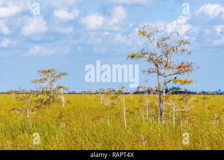 Vue panoramique sur le paysage de prairie Pa-Hay-Okee Lookout Tower, le Parc National des Everglades, en Floride. Banque D'Images