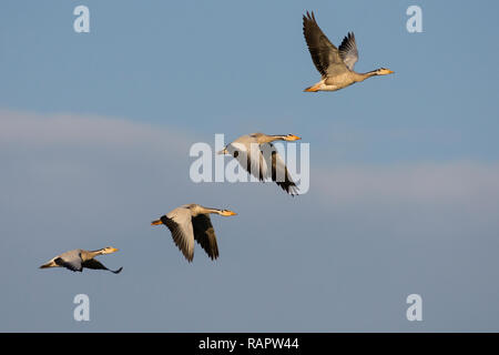 Bar-dirigé oies (Anser indicus) en vol à Thol Bird Sanctuary, Gujarat, Inde Banque D'Images