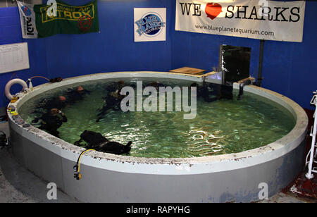 L'intérieur de la piscine d'entraînement avant de plonger avec les requins à l'Aquarium Blue Planet, Manchester, UK Banque D'Images