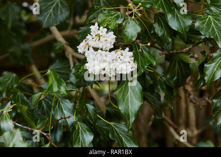 Viburnum bodnantense Dawn,fleur dans une haie avec des feuilles de lierre Banque D'Images