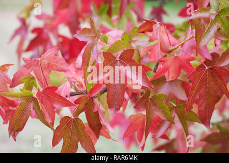 Liquidambar styraciflua 'Corky' feuilles à l'automne. Banque D'Images