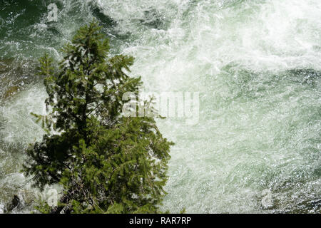 Un seul arbre isolé se distingue par des eaux rapide course Dagger Falls Cascade dans le désert de l'Idaho Frank Church Banque D'Images