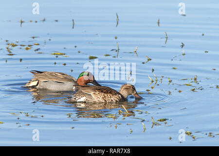 Paire de sarcelles à ailes vertes duck en quête de nourriture dans les marais peu profonds de l'eau. La Sarcelle à ailes vertes est un canard commun et répandu. Banque D'Images