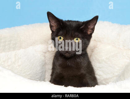 Portrait d'un petit chaton noir aux cheveux courts avec un pic d'un mouton blanc bed à curieusement au spectateur. Fond bleu. Banque D'Images