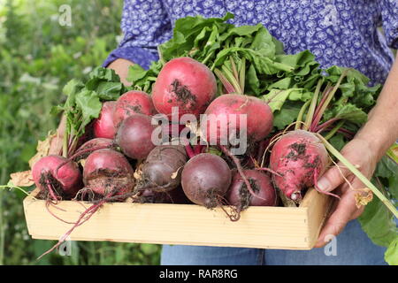 Femme récoltant des betteraves - Beta vulgaris 'Boltardy' et 'Chioggia' - dans un jardin de cuisine en été. ROYAUME-UNI Banque D'Images