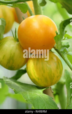 Solanum lycopersicum. Tomates patrimoine 'Darby striped' le mûrissement sur la vigne en serre, UK Banque D'Images