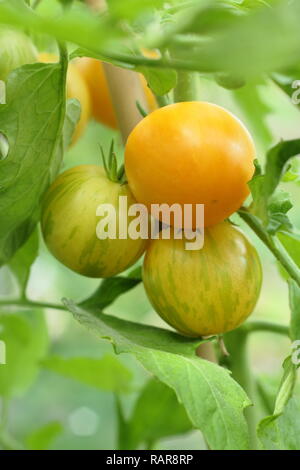 Solanum lycopersicum. Tomates patrimoine 'Darby striped' le mûrissement sur la vigne en serre, UK Banque D'Images