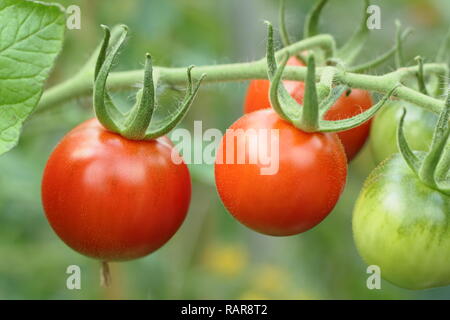 Solanum lycopersicum. Heriloom Tomate 'cerise' Chadwick le mûrissement sur la vigne, l'été, UK Banque D'Images
