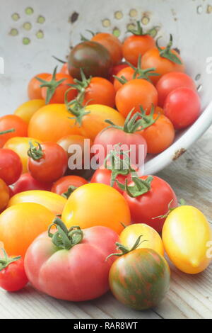 Solanum lycopersicum. Freshlu bio cueillies heirloom tomatoes dans une passoire. Sur la photo : Darby striped,Chadwick cerise, poire Rouge & Tibet apple Banque D'Images