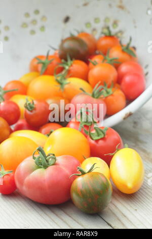 Solanum lycopersicum. Freshlu bio cueillies heirloom tomatoes dans une passoire. Sur la photo : Darby striped,Chadwick cerise, poire Rouge & Tibet apple Banque D'Images