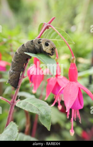 Deilephila elpenor. Les larves de la hawk l'éléphant se nourrit de fuchsia plante dans un jardin de banlieue en été, Derbyshire, Angleterre, RU Banque D'Images