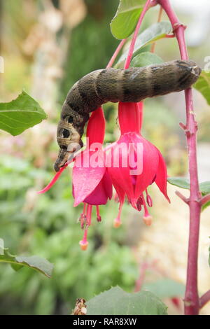 Deilephila elpenor. Les larves de la hawk l'éléphant se nourrit de fuchsia plante dans un jardin de banlieue en été, Derbyshire, Angleterre, RU Banque D'Images