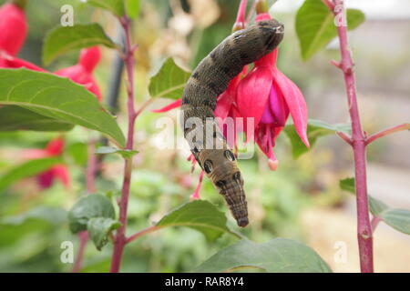 Deilephila elpenor. Les larves de la hawk l'éléphant se nourrit de fuchsia plante dans un jardin de banlieue en été, Derbyshire, Angleterre, RU Banque D'Images