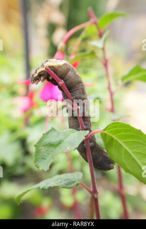 Deilephila elpenor. Les larves de la hawk l'éléphant se nourrit de fuchsia plante dans un jardin de banlieue en été, Derbyshire, Angleterre, RU Banque D'Images