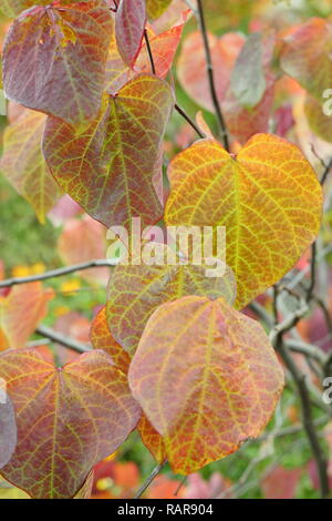 Cercis canadensis. Les feuilles d'automne de Cercis canadensis Forest Pansy, également appelé American redbud, octobre, UK Banque D'Images