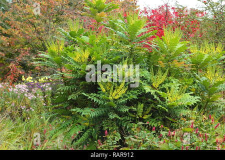 Mahonia x media 'Winter Sun'. Fleurs jaunes de Mahonia 'Winter Sun' , également appelée Raisin,dans un jardin frontière, UK Banque D'Images